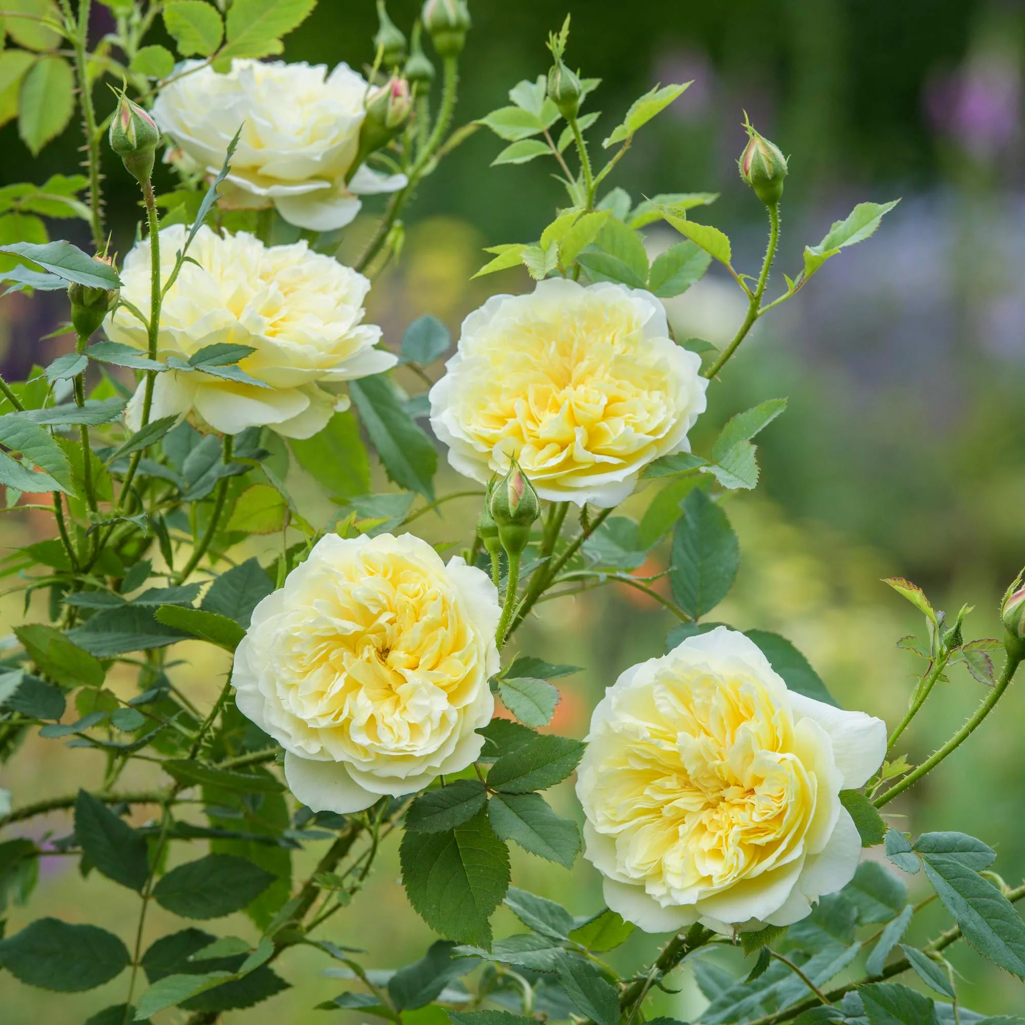 Best For Flowering